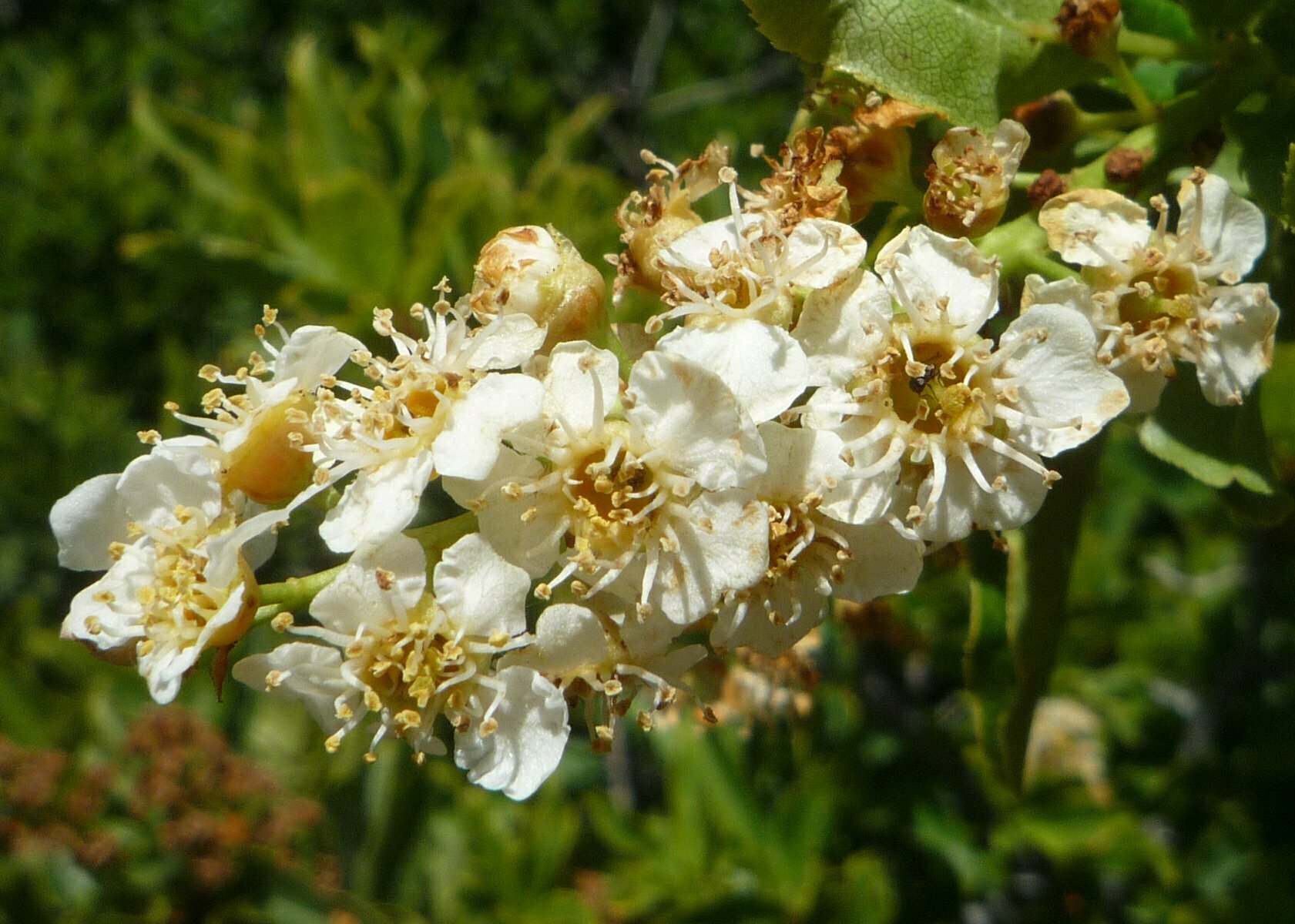 High Resolution Prunus virginiana Flower